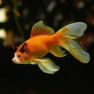 fahqsxn's profile picture. 