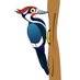 Medlock Woodpeckers (@mvpswoodpeckers) Twitter profile photo Medlock Woodpeckers (@mvpswoodpeckers) Twitter profile photo
