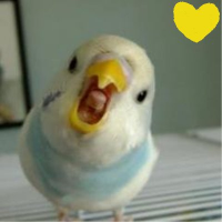Avian 'gradually leaving' Face-Tool 🇮🇪 🇪🇺(@Beakmoo) 's Twitter Profileg