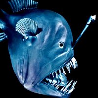 angLerfish(@anglerfish01) 's Twitter Profile Photo