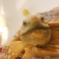 吾輩はぐぅぐぅである🐢 (@googoo0320) 's Twitter Profile