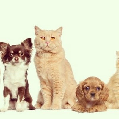 minivlog4's profile picture. App de ajuda