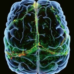 Neuropsychopharmacology Profile