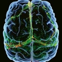 Neuropsychopharmacology (@npp_journal) 's Twitter Profile