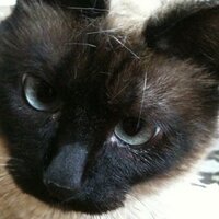 Berryhota (@berryhota) 's Twitter Profile Photo Berryhota (@berryhota) 's Twitter Profile Photo