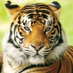 Mugek4yu's profile picture. A goal digger of my own💪