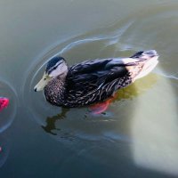 Natalia (@naatst_) 's Twitter Profile