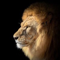 Kemal (@kemalaksehir42) Twitter profile photo