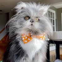 Atchoumthecat (@atchoumthecat) 's Twitter Profile Photo Atchoumthecat (@atchoumthecat) 's Twitter Profile Photo