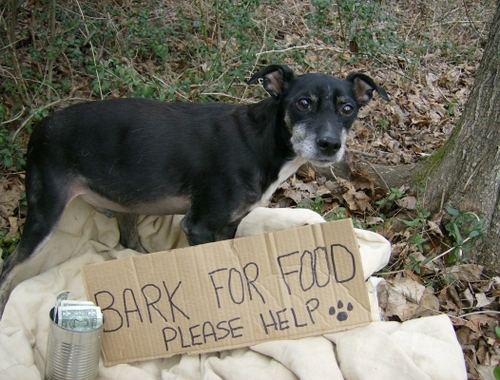 Pet Food Bank feeding hungry pets.  Support us today!!!