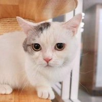 Godzilla Official Fanclub (@meowgodzilla) 's Twitter Profile