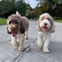 Kevin + Doug Whitmer (@mifirstdogs) 's Twitter Profile Photo Kevin + Doug Whitmer (@mifirstdogs) 's Twitter Profile Photo