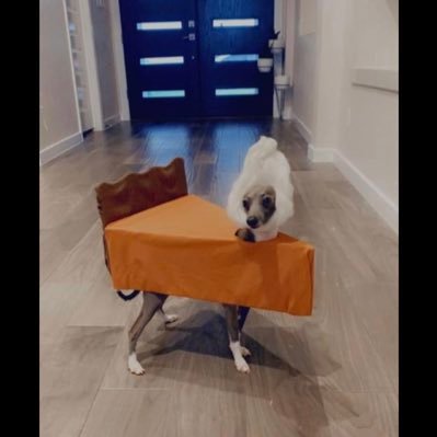 dogturd70's profile picture. Dog lover. Astrology lover. Critical thinker. 2/5 HD. Shadow side: the real bitch shady😝💫