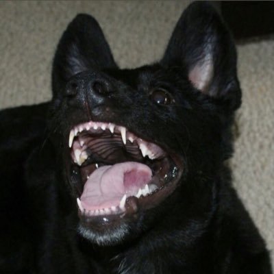 200dragons's profile picture. BSc zoology final year, 21