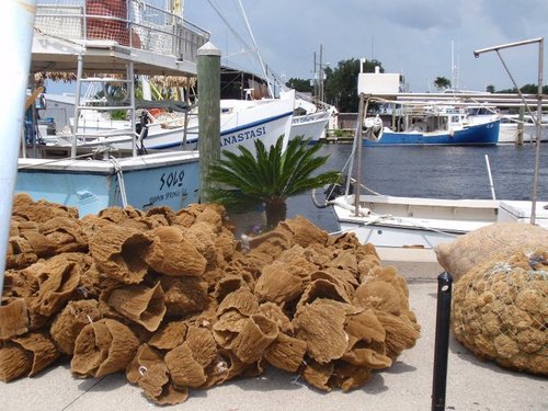 VisitTarpon's profile picture. 