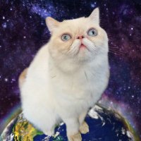 Murple meowface(@MurpleMeowFace) 's Twitter Profile Photo