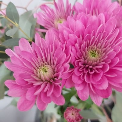 ninaHH9977's profile picture. 44 Hamburgerin, Fußball bekloppt, Projektleiterin und Schmuckdesignerin.