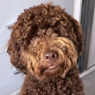 LeeBark29463104's profile picture. 