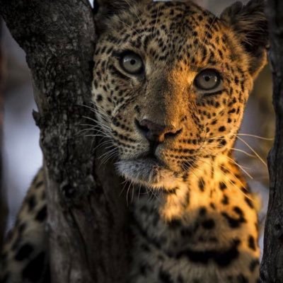 Mas7oooooooR's profile picture. أحتاج إلى قلب يحتويني 💔