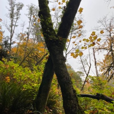 abstractwater's profile picture. everything's fucked