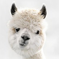dpg (@surrealhappens) 's Twitter Profile