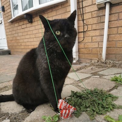 🐱 rest easy Diesel rescued 18th October 2020- passed peacefully 19th June 2022
@rosswillo -Insta