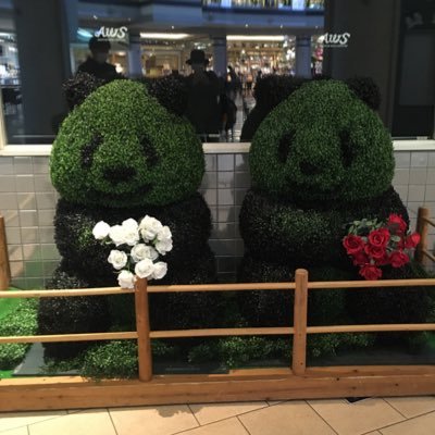 kennkennmama's profile picture. けんさん→(2018.3: 言語凹、視覚的記憶 凸、DCD、過敏、睡眠苦手(メラトベル)、マルチタスク×、サリアン×、3歳半迄発声ほぼ"タ"、療育園→保育園加配→支援級) のママの備忘録。ライフハック自閉。支援ポイントは明示化と順序立て 愛おしいけんさんと荒ぶるわたし(抑肝散)、スイミングとピアノ、ハードワークパパ