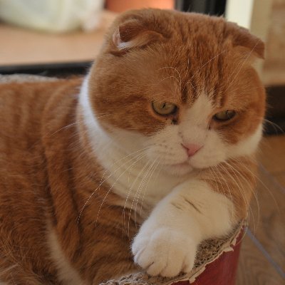 papa_tetsuneko3's profile picture. 現在、東北地方へ単身赴任中…　(´-ω-`)
趣味の写真（鉄分と空分多め、あとは何でも。）やら、ウチのぬこ様の事やら日々の戯言を。

※ＤＭは基本的に知り合いの方のみ。 広告系や怪しい（妖しい？ ）のは、 もれなくブロック♪ (*￣∇￣)ノ