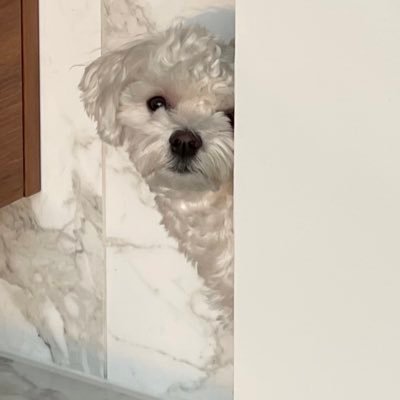 burds4ever's profile picture. 