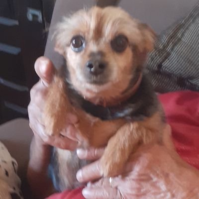 CleidePCruz's profile picture. 