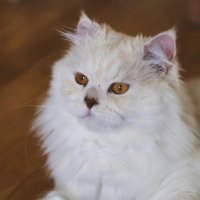 Romeo, Oh Romeo(@CheekyKitCat) 's Twitter Profile Photo