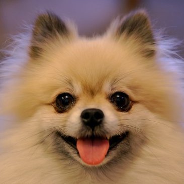 DoggyDoggyDD's profile picture. 