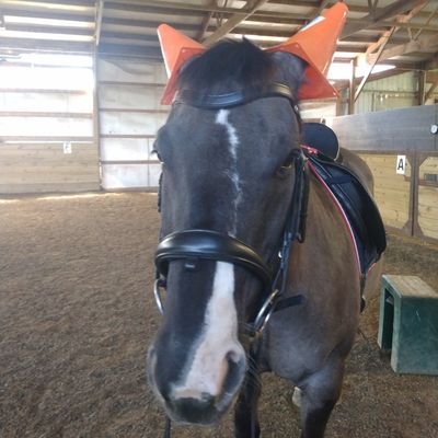 The weird horse girl from 2nd grade. horseless equestrian trying to make it work in iowa