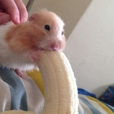 Yabadee_Yabadoo's profile picture. 