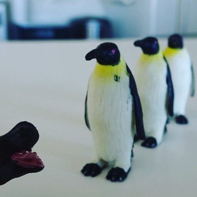 王様ペンギン Penguins10 King Twitter