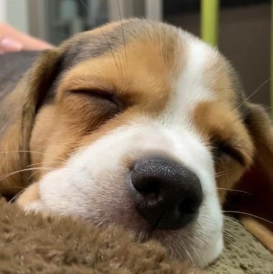 ビーグル（beagle）のアポロとチロル2人が宝物、大好き、溺愛しているよ♡