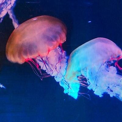 海月さんのプロフィール画像
