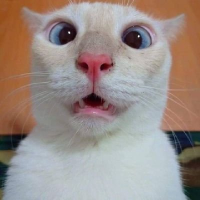 madienzz's profile picture. entahlah