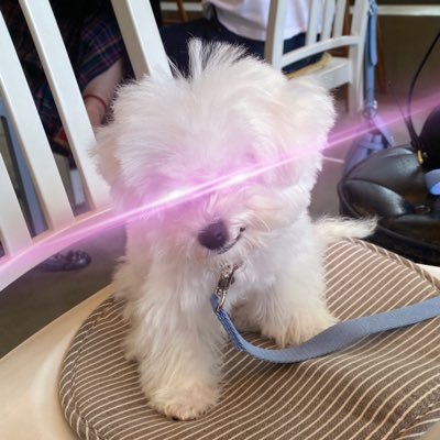 berimbolo87's profile picture. Far Sight