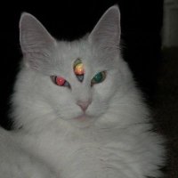 fedee (@__freyaa_) 's Twitter Profile