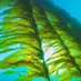 RealAquaculture (@nosalmonfarm) Twitter profile photo RealAquaculture (@nosalmonfarm) Twitter profile photo