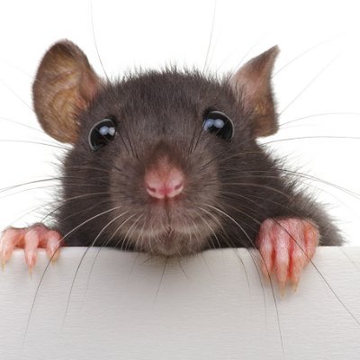Kross Pest Management, for all your pest control in Bayview Heights and Cairns region.