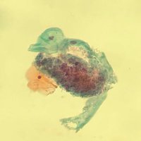 Path Duck (@pathologyduck) 's Twitter Profile