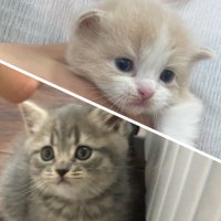 りんくんとおとちゃん (@rin_oto_cats) 's Twitter Profile Photo りんくんとおとちゃん (@rin_oto_cats) 's Twitter Profile Photo