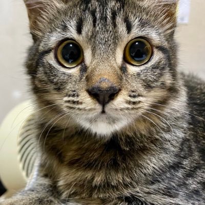 lailajacquiline's profile picture. If you mess with animals, I will look for you, I will find you, and I will tell you off.