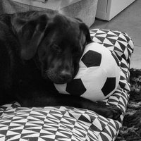 Dutch Non-League Dog(@DoelenBeer) 's Twitter Profile Photo