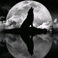 WolfNW(@WolfNW) 's Twitter Profile Photo