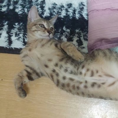 ateubang's profile picture.
