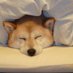 語学好きな柴犬さん🇺🇸🇬🇧🇪🇸 (@eigotoshibainu) Twitter profile photo 語学好きな柴犬さん🇺🇸🇬🇧🇪🇸 (@eigotoshibainu) Twitter profile photo