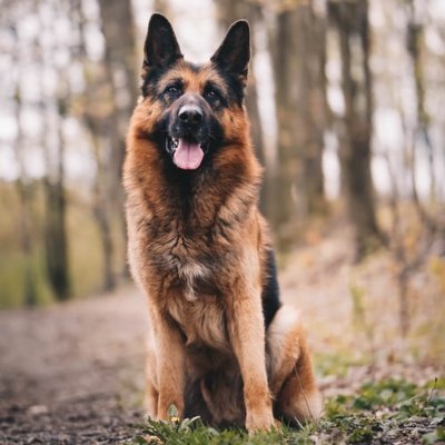 This account for  German shepherd dog lover😊🐶🐶🐶🐶🐶